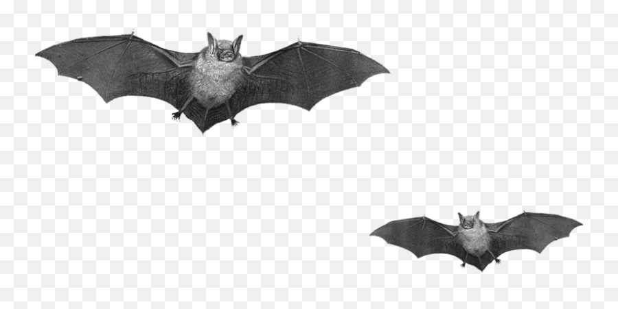 Bat Png 12 Image Download Vector - Bats Png,Bat Png