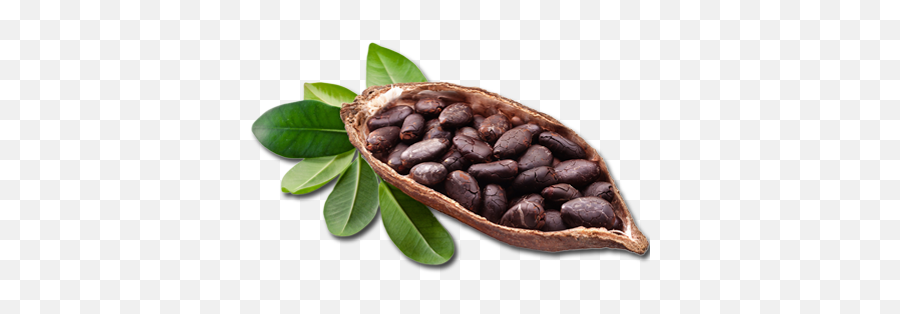 Ingredients U2014 Soularorganics - Cocoa Beans On Tree Png,Cacao Png