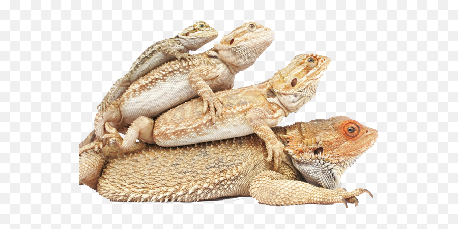 Welcome To Atomic Lizard Ranch Bearded Dragon Colors - Stages Of Bearded Dragon Growth Png,Bearded Dragon Png