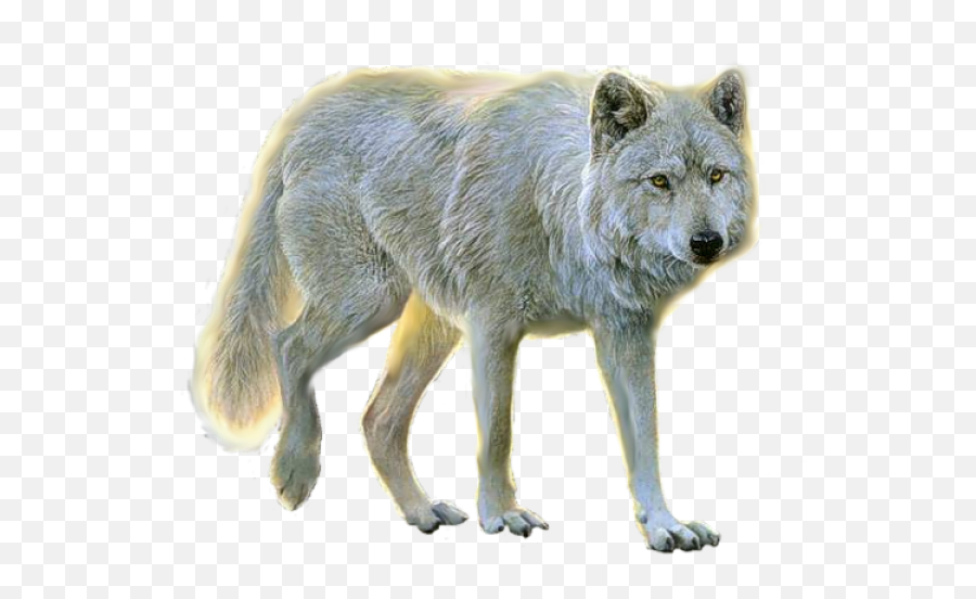 Ehite Walking Wolf Free Png Download Images - Wolves Transparent Background,Walking Png