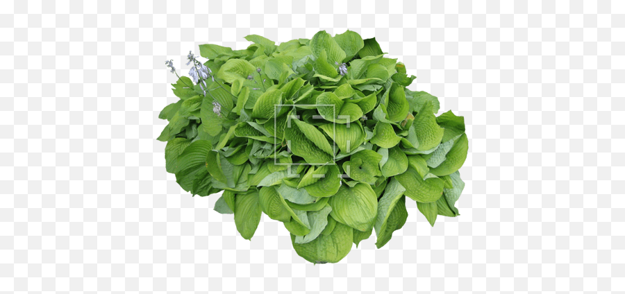 Shrub With Large Leaves - Immediate Entourage Green Leafy Vegetables Png,Mint Leaves Png