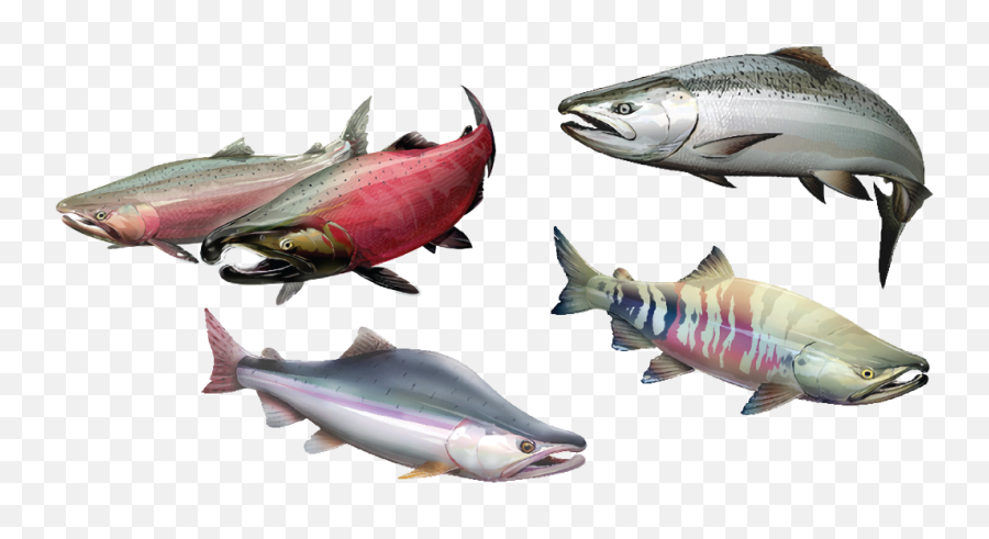 Salmon - California Salmon Species Png,Salmon Transparent