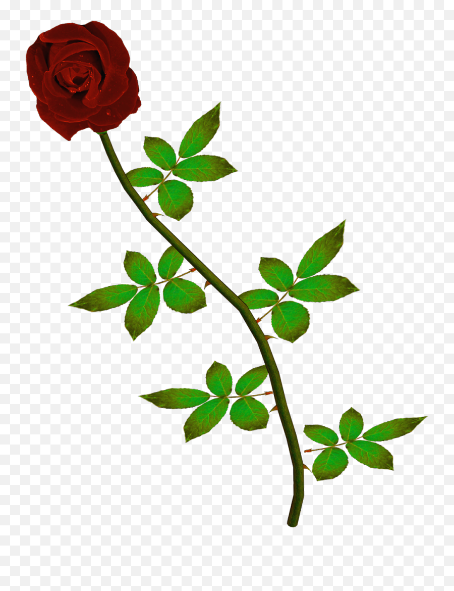 Rosas Rojas Png Fondos De Pantalla Y Mucho Más