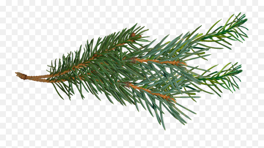Pine Tree Branch Clip Art - Pine Tree Branch Png,Pine Branch Png