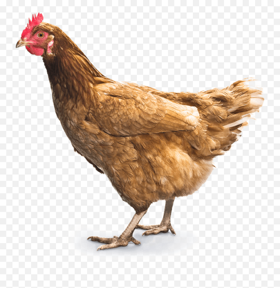 Download Chicken Png 7 Hq Image - Chicken Png,Chicken Png