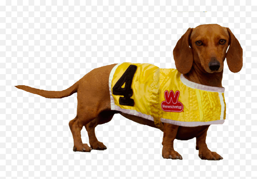 Meet Mila Miesner The Little Wiener That Could U2013 Barking Beast - Dog Clothes Png,Barking Dog Icon