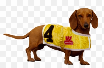 Meet Mila Miesner The Little Wiener That Could U2013 Barking Beast - Dog Clothes png