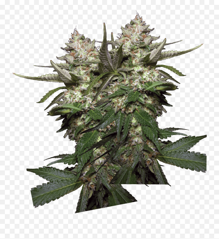 Paradise Seeds Medical Cannabis - And Prickles Png,Weed Transparent Background
