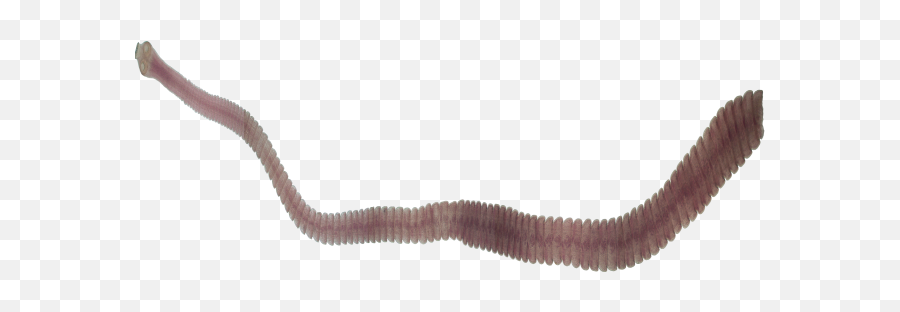 Transparent Worms Small U0026 Png Clipart Free - Earthworm,Earthworm Png