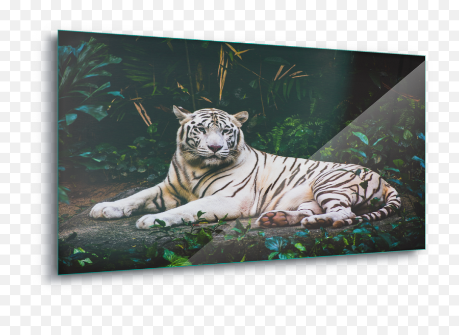 White Tiger Wild Animal Canvas Amp Glass Wall - Tigre Branco White Tiger In The Wild Png,Tigre Png
