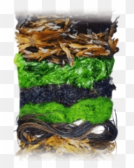 Danish Seaweed U2013 Michelin Supplier From The Pure - Gim Png,Seaweed Png