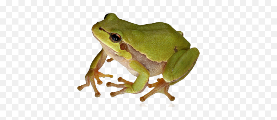 Download Frog Png 9 - Free Transparent Png Images Icons And Frog Png,Frog Transparent Background