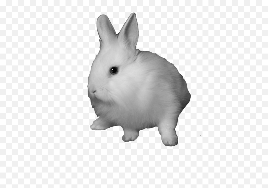 Clipart Rabbit Snowshoe Picture - Rabbit Png,Rabbit Transparent