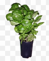 Basil - Flowerpot png
