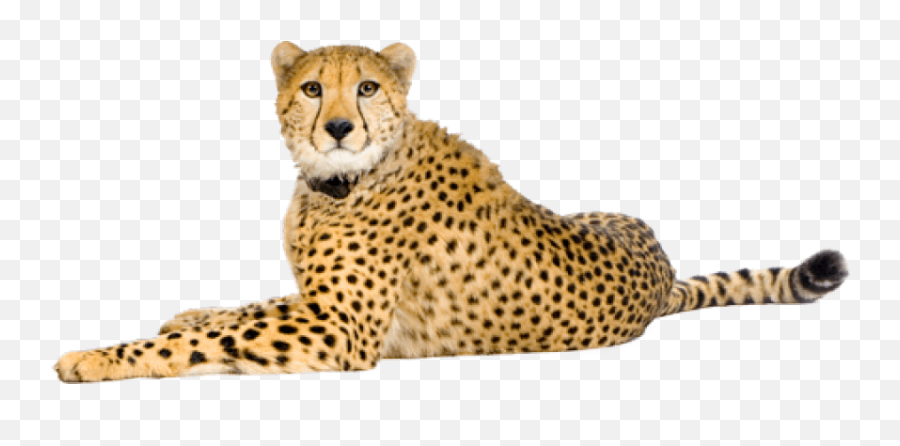 Free Png Cheetah Images Transparent - Cheetah Png,Cheetah Png