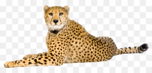 Free Png Cheetah Images Transparent - Cheetah Png,Cheetah Png