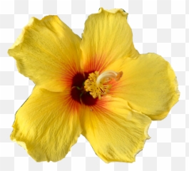 Flower Sticker - Hawaiian Hibiscus Png,Hibiscus Png