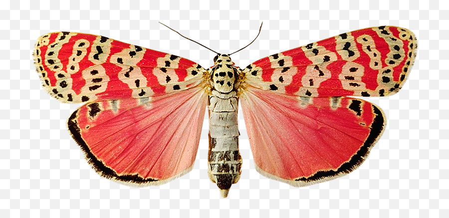 Butterfly From Hitchcock Blonde - Butterfly Png,Moth Png