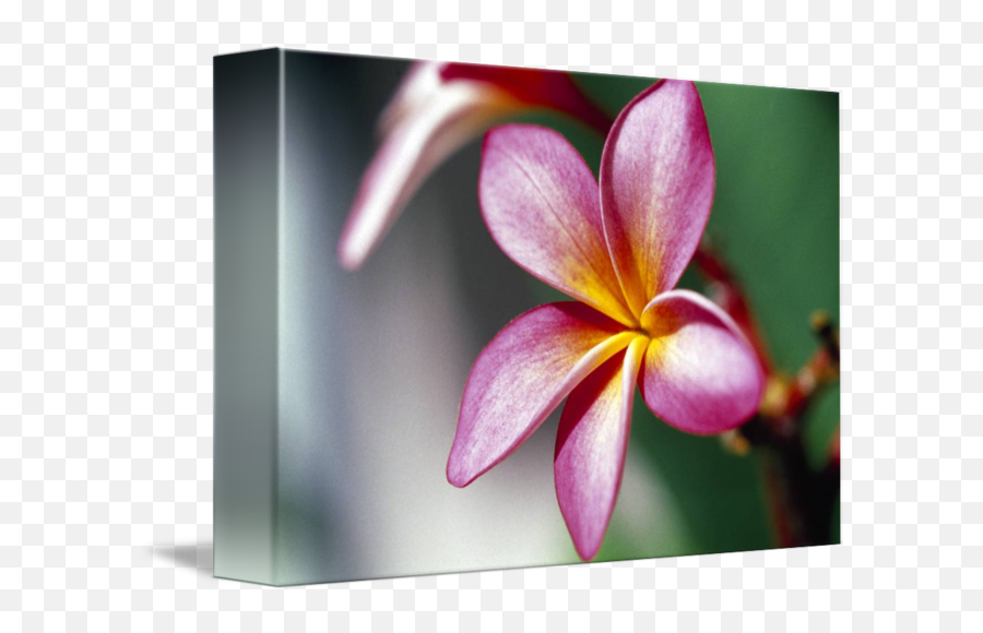 Close Up Of A Frangipani Plumeria Flower By Panoramic Images - Frangipani Png,Plumeria Flower Png