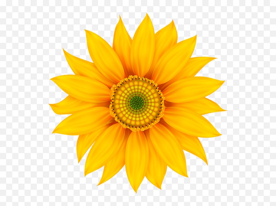 Yellow Flower Transparent Clip Art - Sunflower Wall Stickers Png,Yellow Flower Transparent