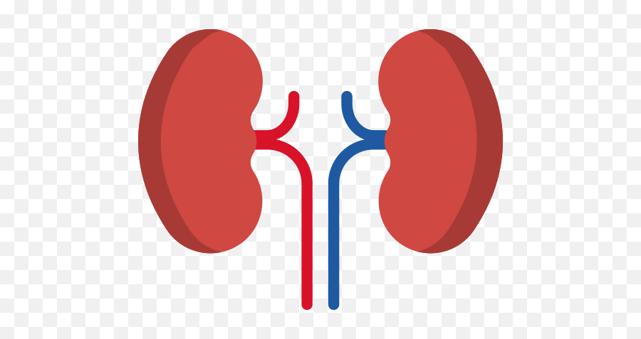 Kidney - Kidney Gif Png,Rim Png