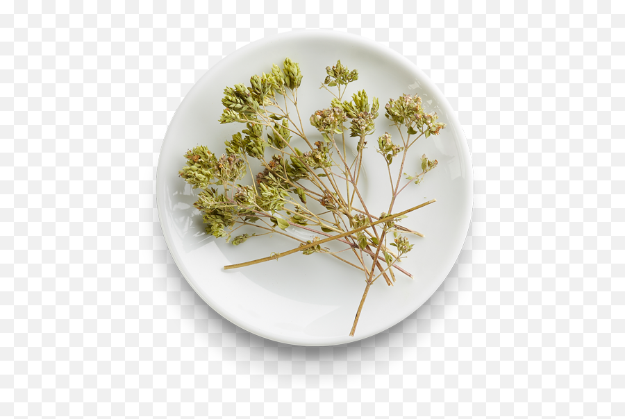 From Sicily Transparent Png Image - Cow Parsley,Oregano Png