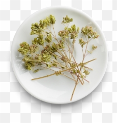 From Sicily Transparent Png Image - Cow Parsley,Oregano Png