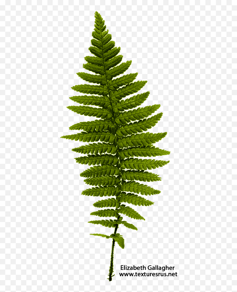 File Ferns Png Transparent Background - Fern Png Transparent,Ferns Png