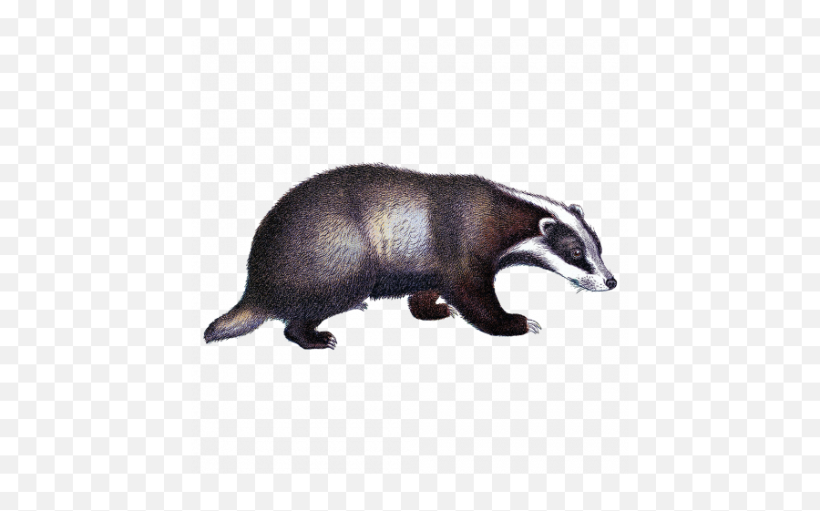 Tags - Badger Png,Skunk Transparent