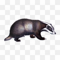 Tags - Badger Png,Skunk Transparent
