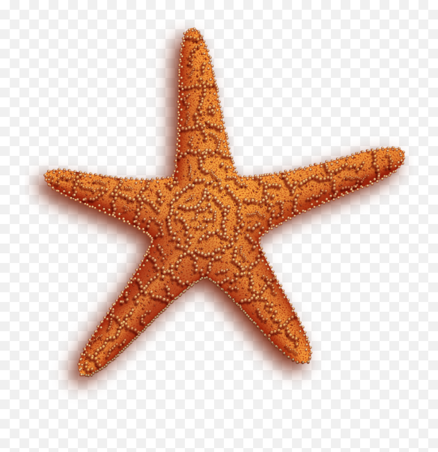 Starfish Png - Transparent Star Fish Gif,Starfish Clipart Transparent Background