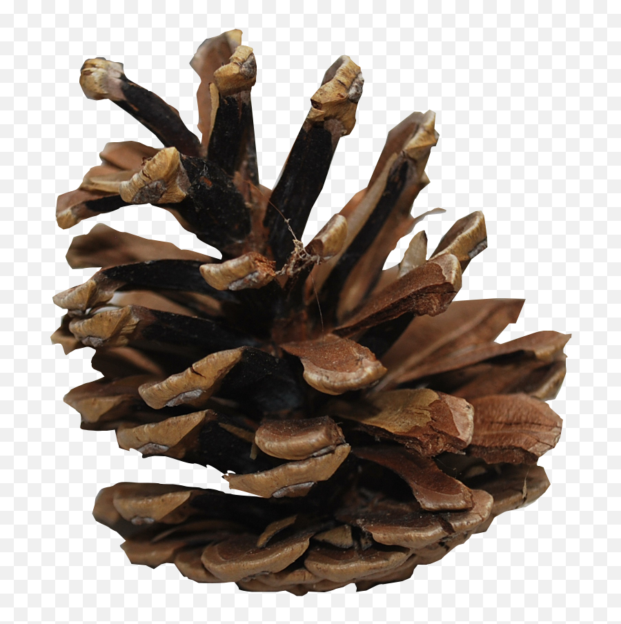 Pine Cone Png - Dead Pine Cone Png Full Size Png Download Pine Cone Transparent Background,Pinecone Png