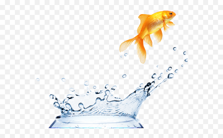 Register - The Fishbowl Experience Goldfish Png,Fish Bowl Png
