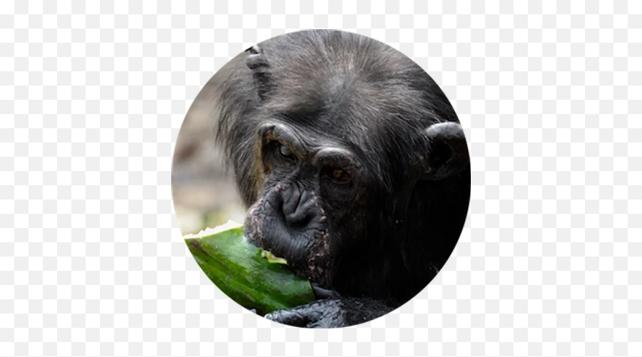 Meet The Chimpanzees Second Chance Chimpanzee Refuge Liberia - Ugly Png,Chimpanzee Png