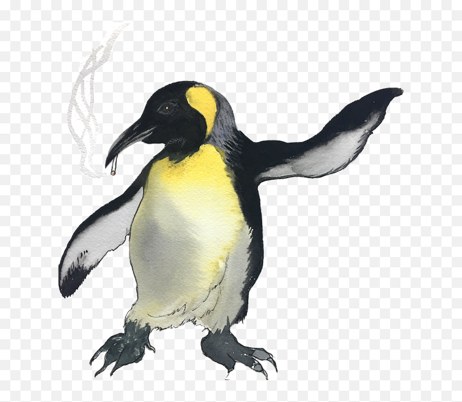 Eight New Species Of The Pandemic Tyee - Emperor Penguin Png,Penguins Png