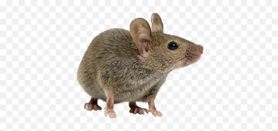 Rodent Control Removal - Rodent Mouse Png,Rodent Png