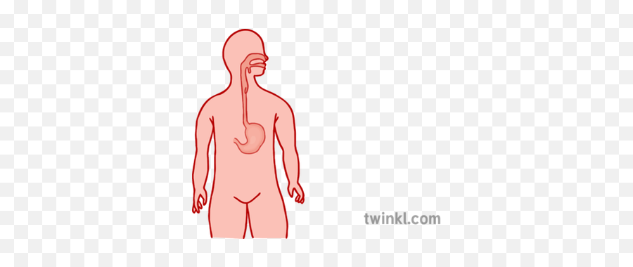 Digestive System 1 Illustration - Twinkl Language Png,Digestive System Png