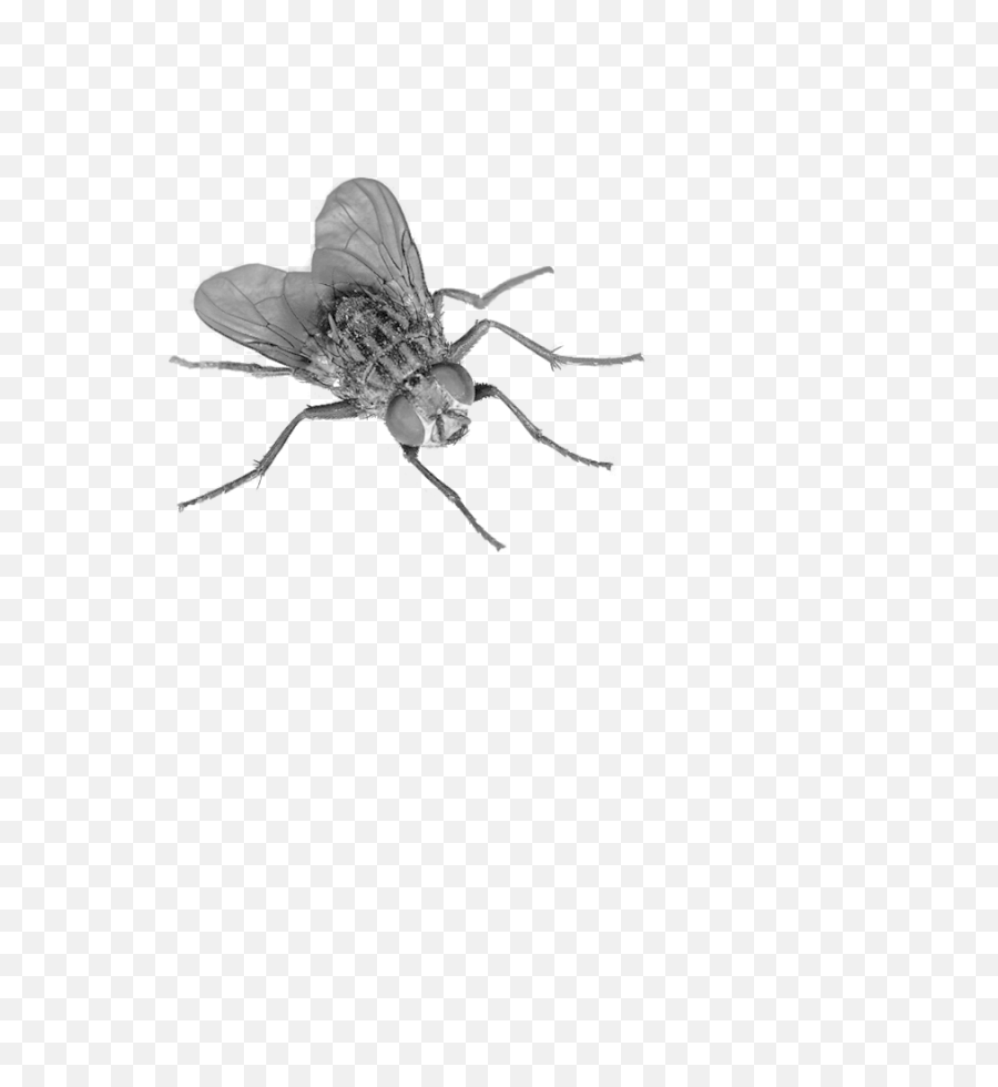 Download Fly Png 4 Hq Image In - Transparent Background Fly Png,Smoke Texture Png
