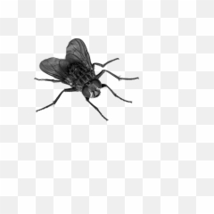 Download Fly Png 4 Hq Image In - Transparent Background