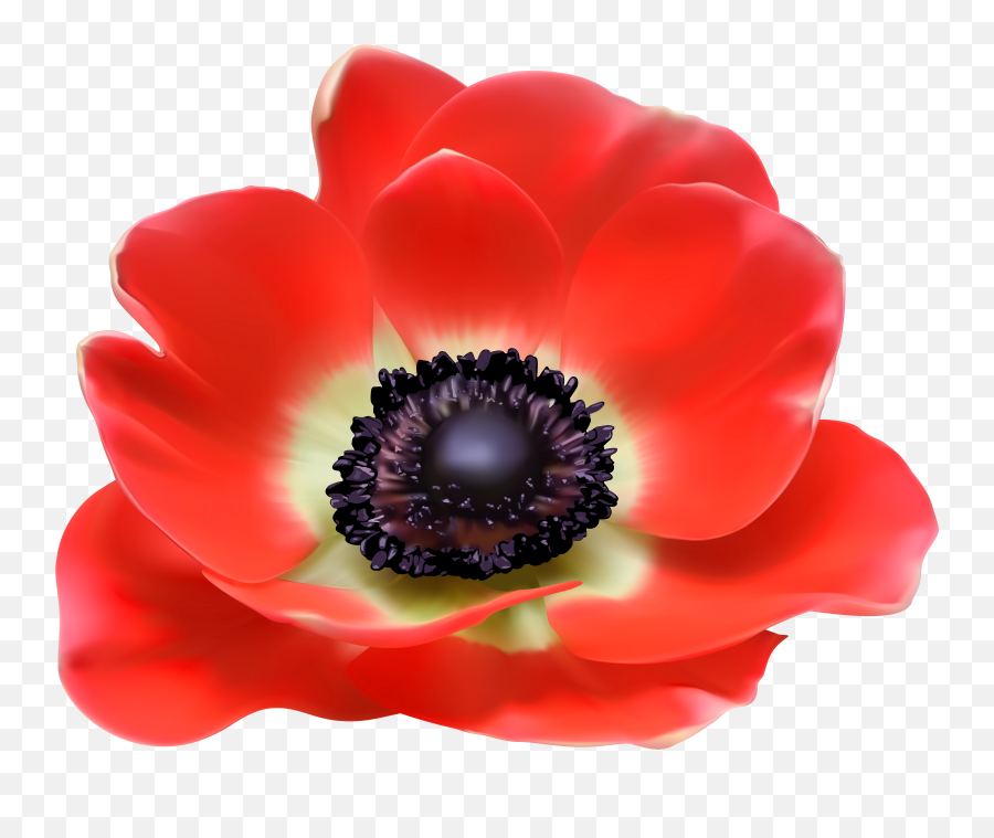 Library Of Poppy Flower Graphic Free Stock Png Files - Transparent Poppy Flower Png,Poppies Png