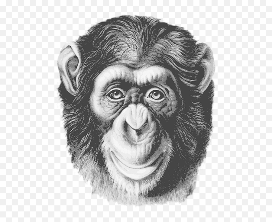 Ape Monkey Chimp Chimpanzee Head Face Weekender Tote Bag - Realistic Monkey Face Drawing Png,Media Monkey Icon