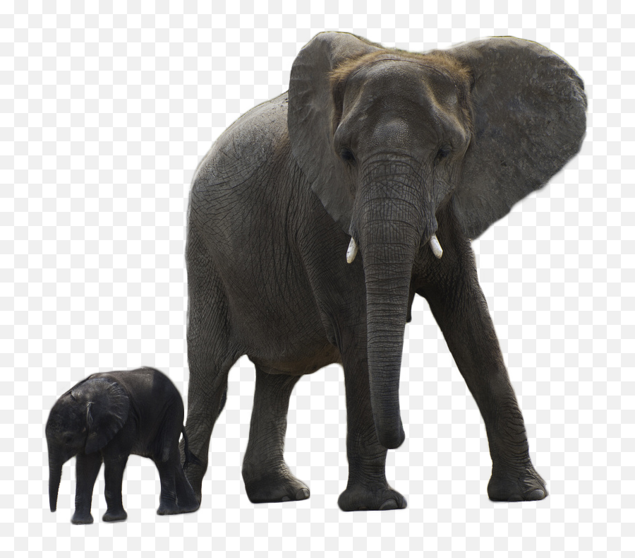 Elephant Png Free Download Arts - Elephant With Baby Png,Elephant Png