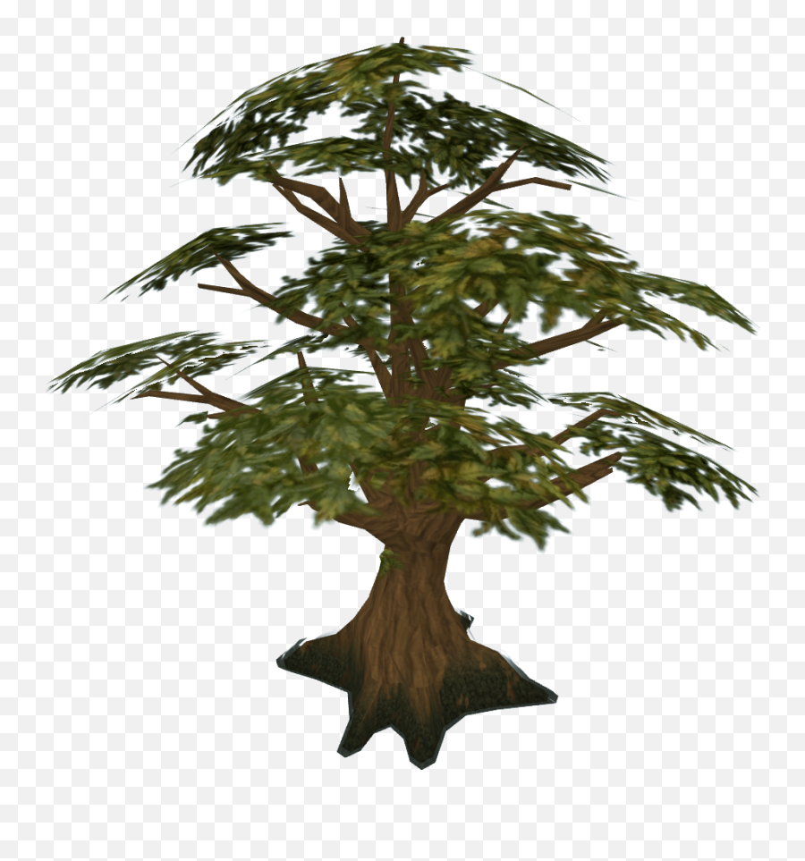 Oak - The Runescape Wiki Runescape Tree Png,Jungle Tree Png