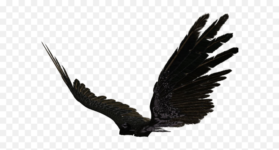 Dark Angel Clipart Pegasus Wing - Transparent Black Angel Realistic Angel Wings Side View Png,Angel Wings Png