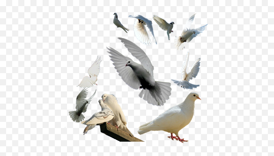 Download Palomas Vector Paloma Volando - Pigeon Group Png Columbidae White,Paloma Png