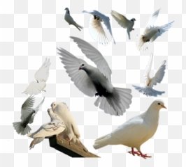 Download Palomas Vector Paloma Volando - Pigeon Group Png Columbidae White,Paloma Png