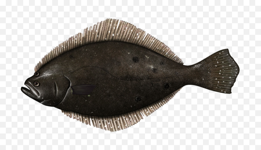 Fish Summer Flounder Fluke - Summer Flounder Fluke Fish Png,Flounder Png