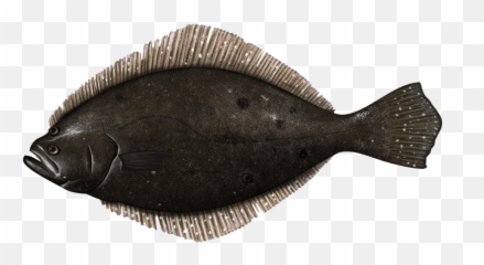 Fish Summer Flounder Fluke - Summer Flounder Fluke Fish Png,Flounder Png