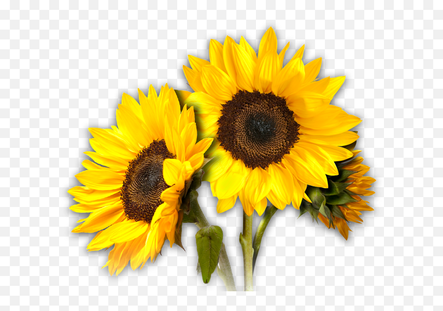 Sunflower Png Hd Transparent Background - Aesthetic Yellow Flower Crown Png,Transparent Sunflower