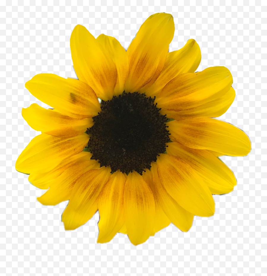 Yellow Flowers Png - Daisy Yellow Flowers Flower Clipart Transparent Background Sunflower,Sunflowers Transparent